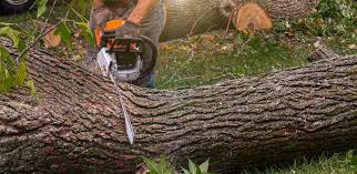 How Our Tree Care Process Works  in  Au Sable, MI