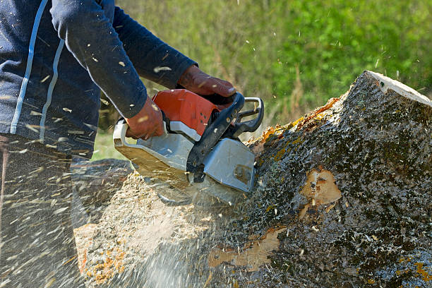 Best Storm Damage Tree Cleanup  in Au Sable, MI