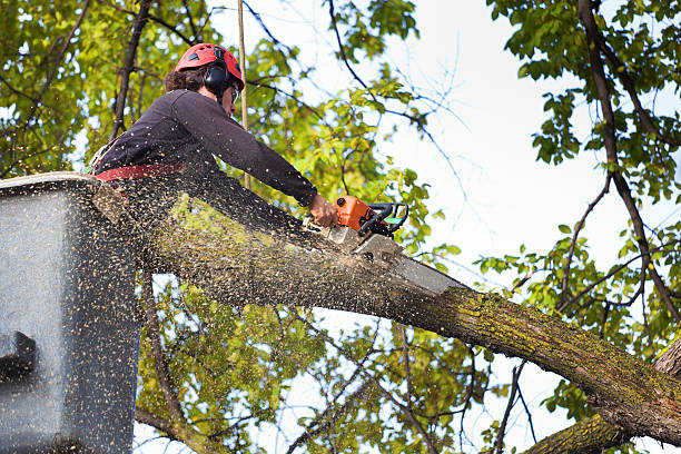 Trusted Au Sable, MI  Tree Services Experts